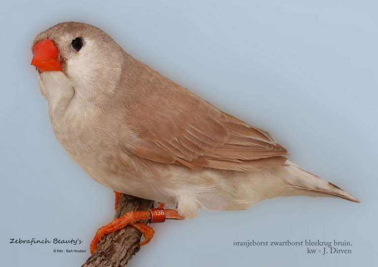 NZC-Show 2016 – Zebra Finch Beauty’s