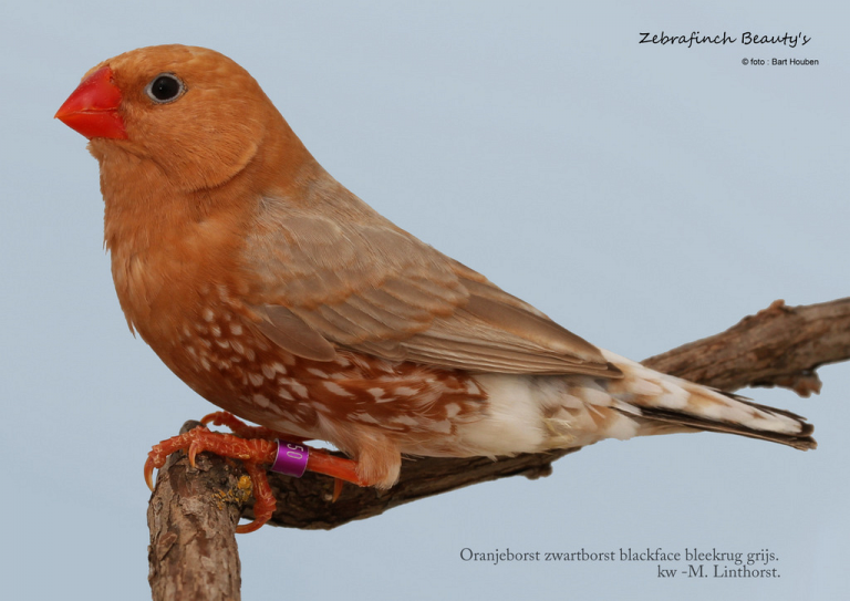 NZC-Show 2016 – Zebra Finch Beauty’s